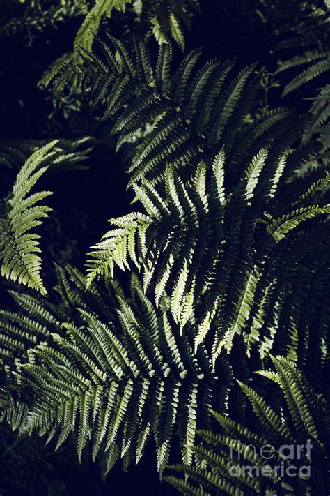 Dark Green Fern Leaves Botanic Photograph by Imladris Images - Fine Art ...