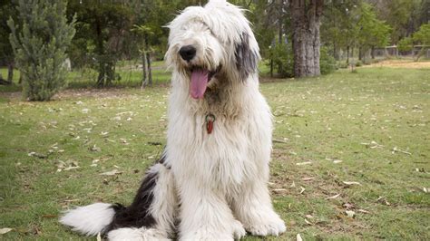 Meet the breed: Old English Sheepdog