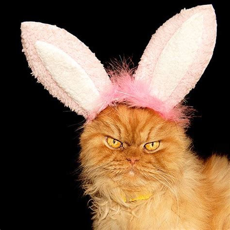 9 Cats Embracing Their Inner Easter Bunny