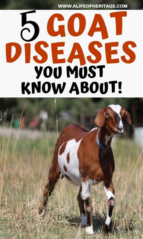 5 Goat Sicknesses and Diseases You NEED to Know About