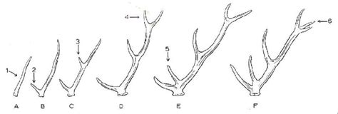 Red deer (Cervus elaphus). Stages of development of the antler and the ...