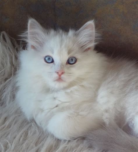 Ragdoll Blue Bicolor named Princess | Cat breeder, Cats, Ragdoll kitten