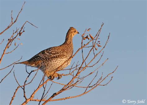 Sharp-tailed Grouse Photos - Photographs - Pictures