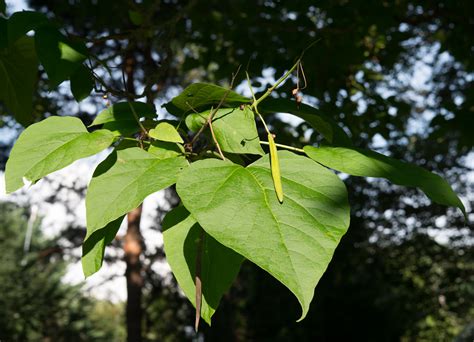 Catalpa speciosa (Northern Catalpa)