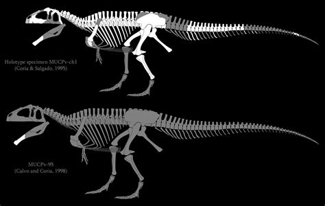 Gignotosaurus Carolinii Skeletal From Spinoinwonderland's DeviantArt ...