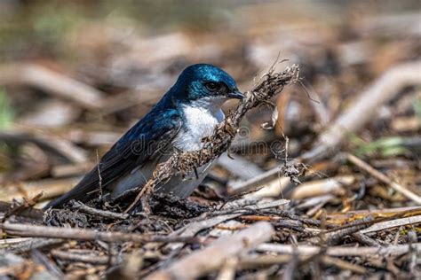 Tree Swallow Collecting Nesting Material Stock Image - Image of fence ...