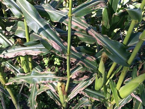 Treating Northern Corn Leaf Blight: How To Manage Corn With Northern Leaf Blight Disease