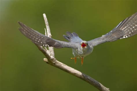 The future of the cuckoo depends on its winter MIGRATION route | Nature | News | Express.co.uk