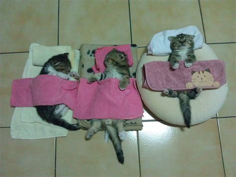 30 Hilarious Photos Of Cats That Can Sleep Wherever, Whenever, In Whatever Positions They Like ...