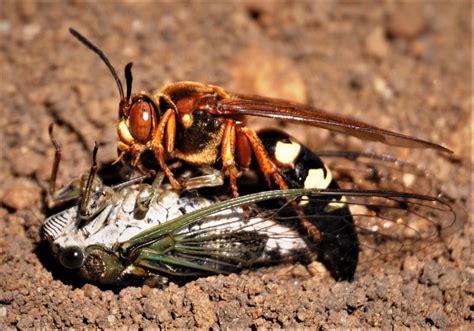 Uber wasp: To us, cicada killer hardly as wicked as it looks | Local Sports | paducahsun.com