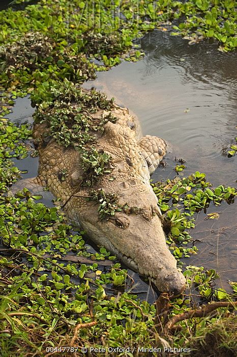 Orinoco Crocodile stock photo - Minden Pictures