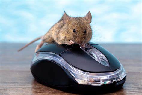 Funny and original mouses for pc or laptop - Frikigadgets