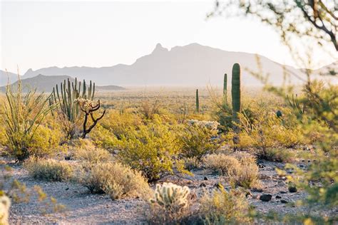 A Guide To: Organ Pipe Cactus National Monument - Fresh Off The Grid