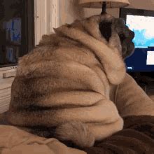 Fat Pug GIFs | Tenor