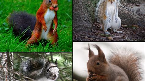 What Types of Squirrels Are In North Carolina? | Critter Control of the ...