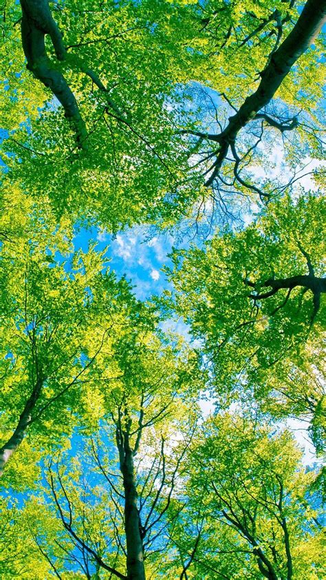 Green Tree Wallpapers - Top Free Green Tree Backgrounds - WallpaperAccess