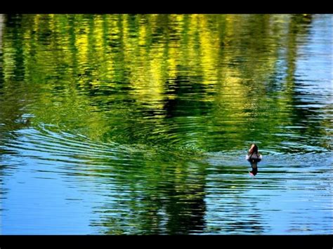 Lago de Yojoa ! Awesome ! | Photo, Honduras, Animals