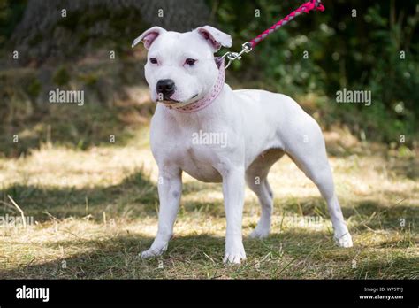 Staffordshire Bull Terrier Puppy White / Staffordshire Bull Terrier Puppy With Black Eye Patch ...