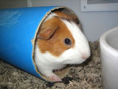 Guinea Pig Tunnels and Tubes