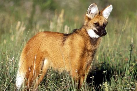 Lobo-guará, o animal símbolo do Cerrado brasileiro (foto: https ...