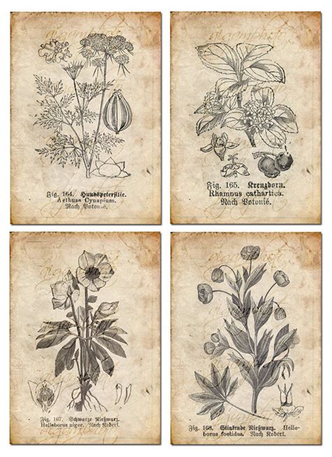 Vintage Botanical Floral, Plants, Old Paper, Drawing , Set of 4 Digital ...