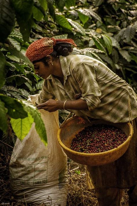 Coorg Coffee Plantation Tour - Klook India