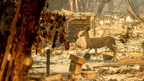 Thousands of animals displaced by California wildfires | kgw.com