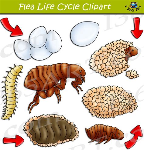 Flea Life Cycle Clipart Set Download - Clipart 4 School