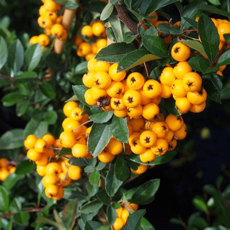 Pyracantha 'Golden Charmer' Firethorn Hedging Plant | Free Delivery