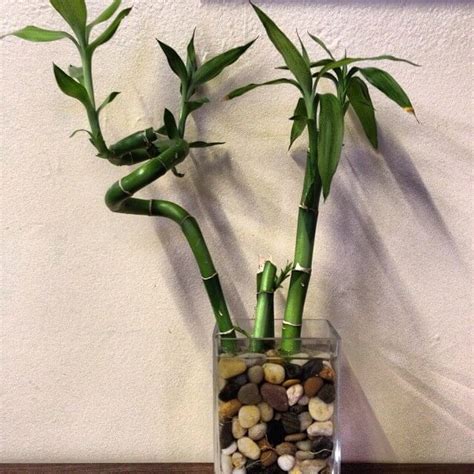 Can You Plant A Lucky Bamboo In An Aquarium?