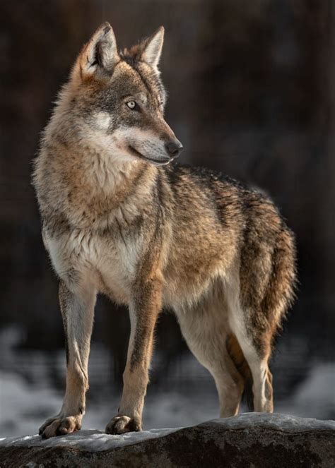 Eurasian wolf | Eurasian wolf, Wolf, Wolf dog