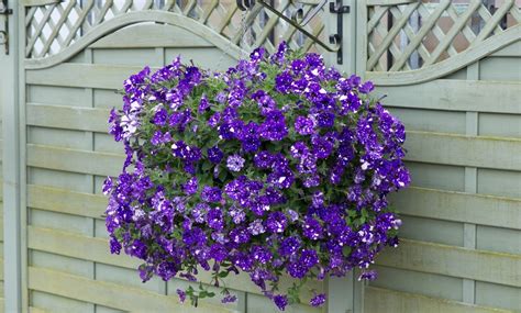 Petunia Hanging Basket | Groupon