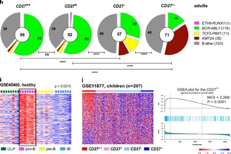 CD27 expression and its association with clinical outcome in children and adults with pro-B ...