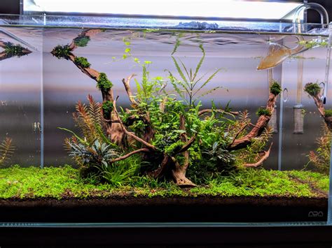 Low tech planted shrimp tank. : PlantedTank