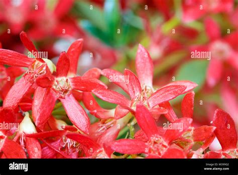 Australia christmas bush hi-res stock photography and images - Alamy