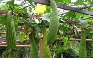 Sponge Gourd Cultivation Guide | Agri Farming