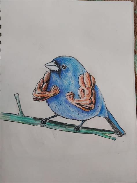 A buff bird drawn by me : r/drawing