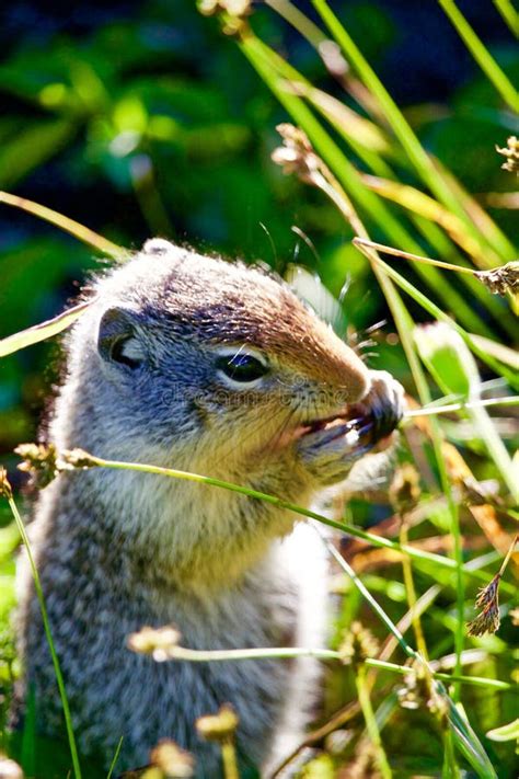 Ground Squirrel Eating Seeds from Grass Stock Image - Image of park ...