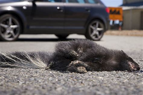 Skunk roadkill (nothing worse than rated PG pics...) - Democratic ...