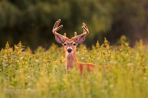 Outdoor Photography Blog | Jason Savage Photography - Part 9