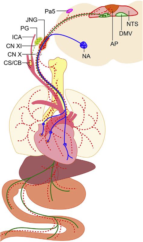 Schematic overview of the vagus nerve system | Download Scientific Diagram