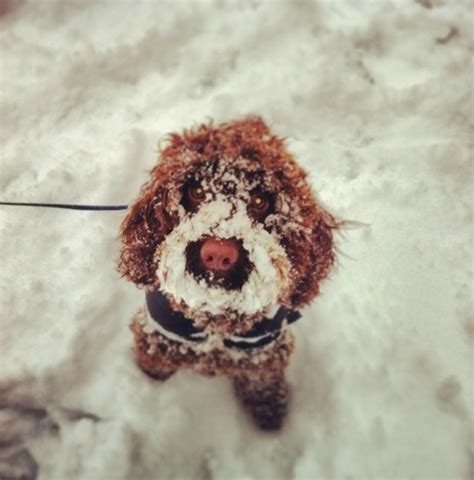 21 Pics of Puppies Playing in Snow So Cute, They'll Warm Your Heart | Glamour