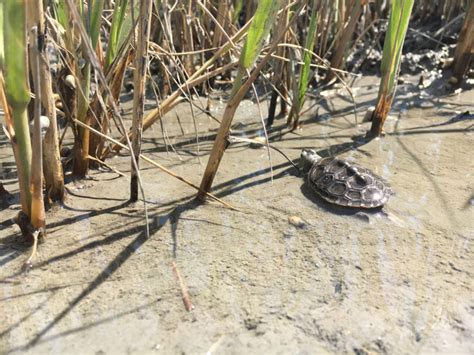 Tiny terrapins have a better memory than you may think