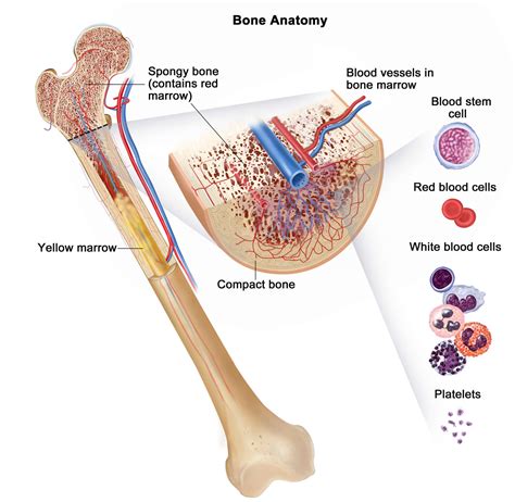 Erythropoietin (EPO) - Function & Erythropoietin Therapy Side Effects