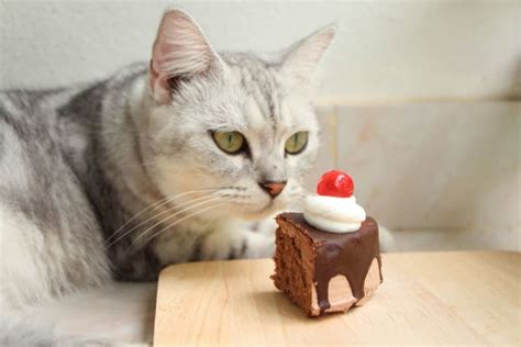 Can Cats Eat Dog Chocolate Treats