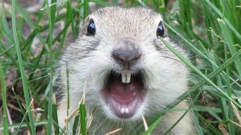 Ground squirrel population on rise in Calgary and area, says exterminator | CBC News