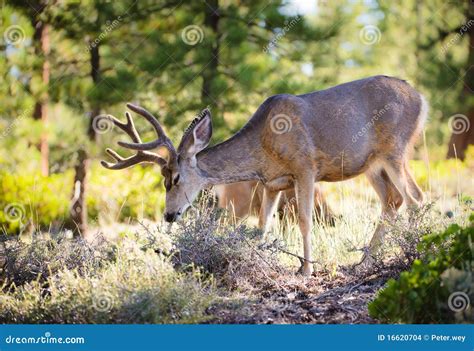 Mule deer in Bryce Canyon stock photo. Image of canyon - 16620704