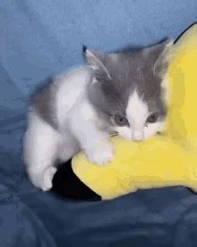 Chuyfoxy Cat GIF – Chuyfoxy Cat Kitten – discover and share GIFs