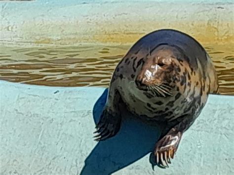 Solve Seal Sanctuary Mablethorpe Lincolnshire jigsaw puzzle online with 108 pieces