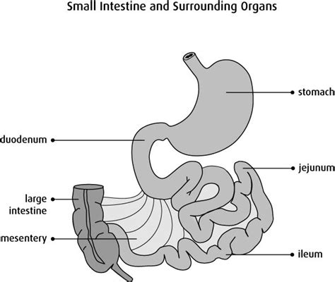 Small intestine diagram | Simple small intestine | Small intestine function | Intestines anatomy ...